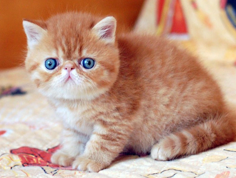 thuc-an-cho-meo-royal-canin-persian-kitten-2kg.webp