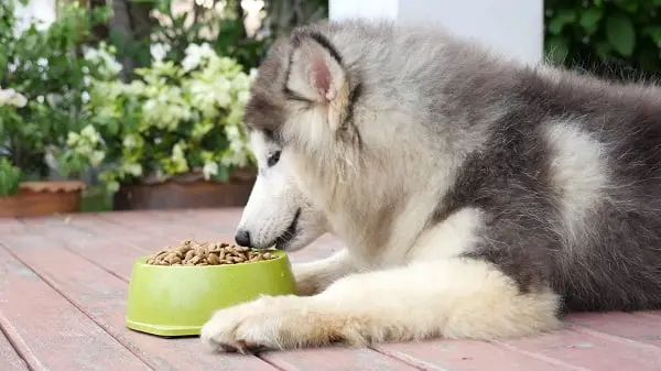chó bị rối loạn tiêu hóa nên ăn gì