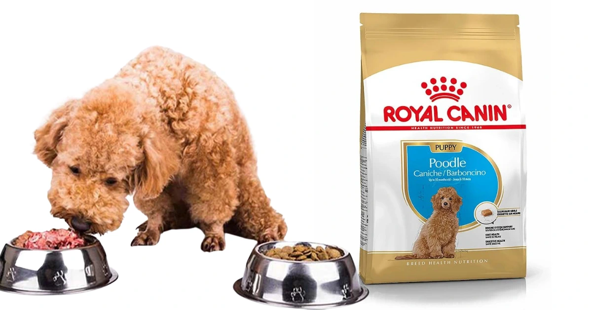 royal canin poodle puppy
