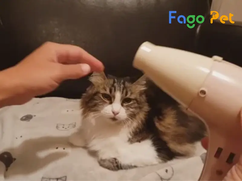 [ Hướng Dẫn] Cách Sấy Khô Lông Cho Mèo Sau Khi Tắm Đúng Cách