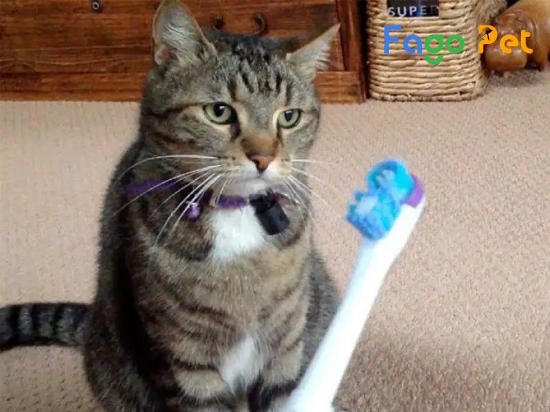 [Tổng Hợp] 5+ Cách Vệ Sinh Răng Miệng Cho Mèo Sạch, An Toàn