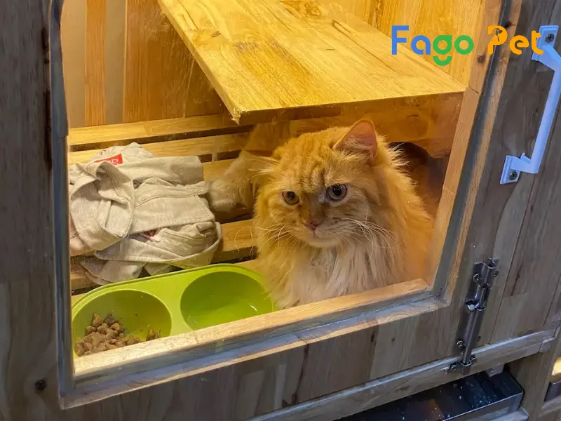 Spa chó mèo Fagopet 