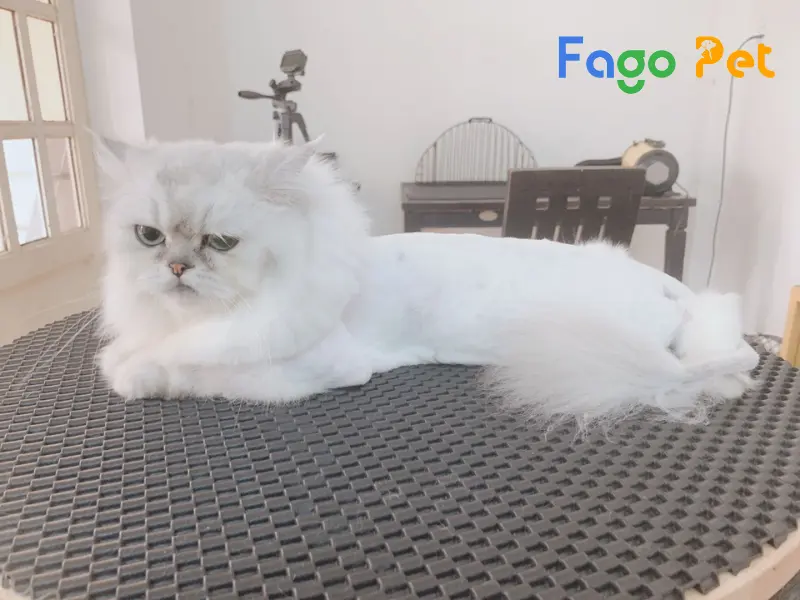  #99+ Các Kiểu Cạo Lông Cho Mèo Đẹp Nhất Không Thể Bỏ Qua