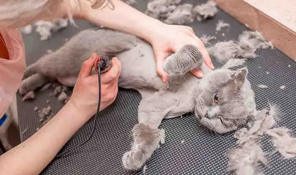 Hướng dẫn cạo lông máu cho mèo
