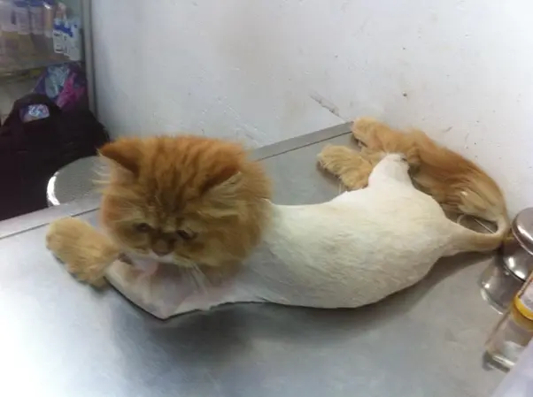 Lợi ích của việc cạo lông máu cho mèo