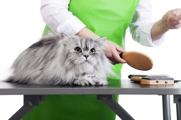 Cách cắt tỉa lông mèo