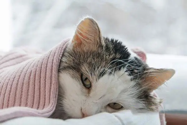 mèo bị cảm lạnh