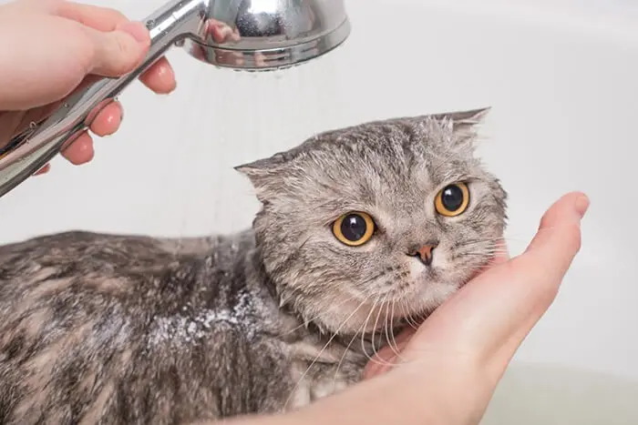 Tắm cho mèo đúng cách khi mèo bị ghẻ