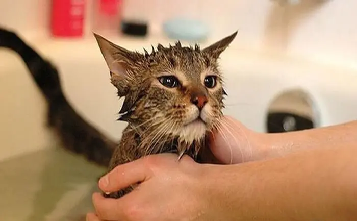 Mèo tắm xong lông chưa được sấy khô sẽ khiến mèo bị ghẻ