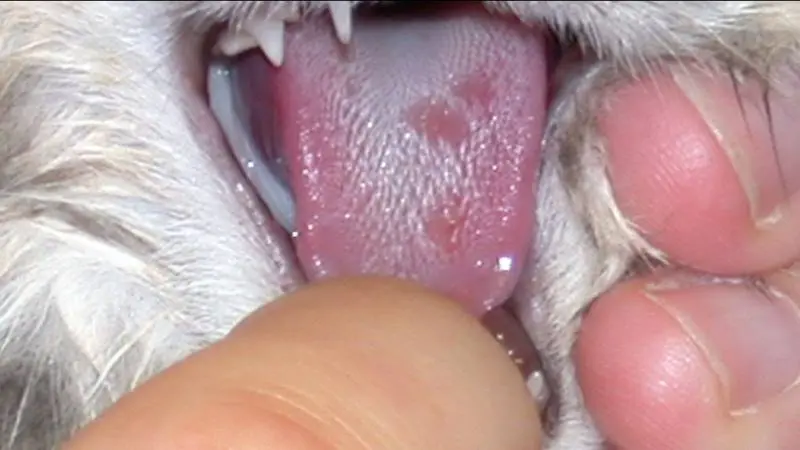 mèo bị lở miệng