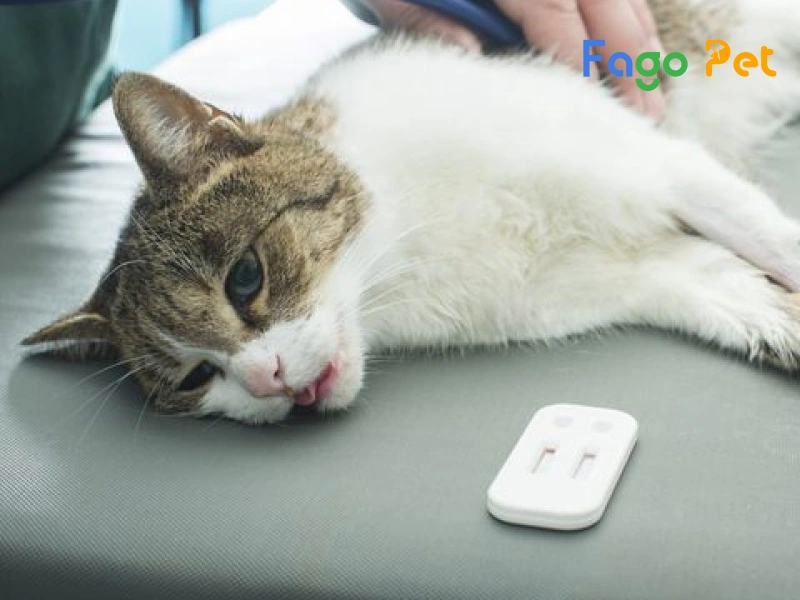 que test giảm bạch cầu ở mèo