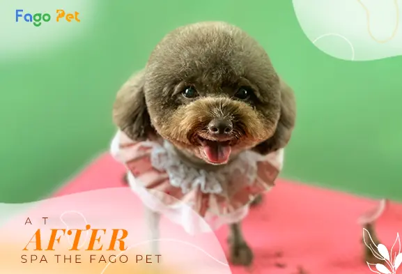 fagopet